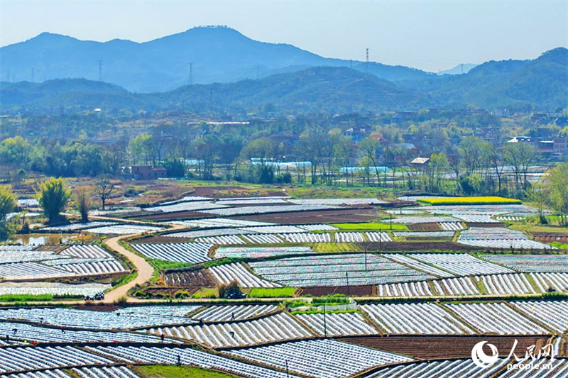 Jiangxi : les travaux agricoles battent leur plein à Xingguo