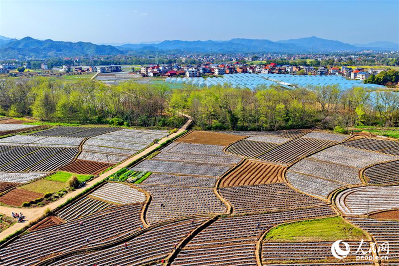 Jiangxi : les travaux agricoles battent leur plein à Xingguo
