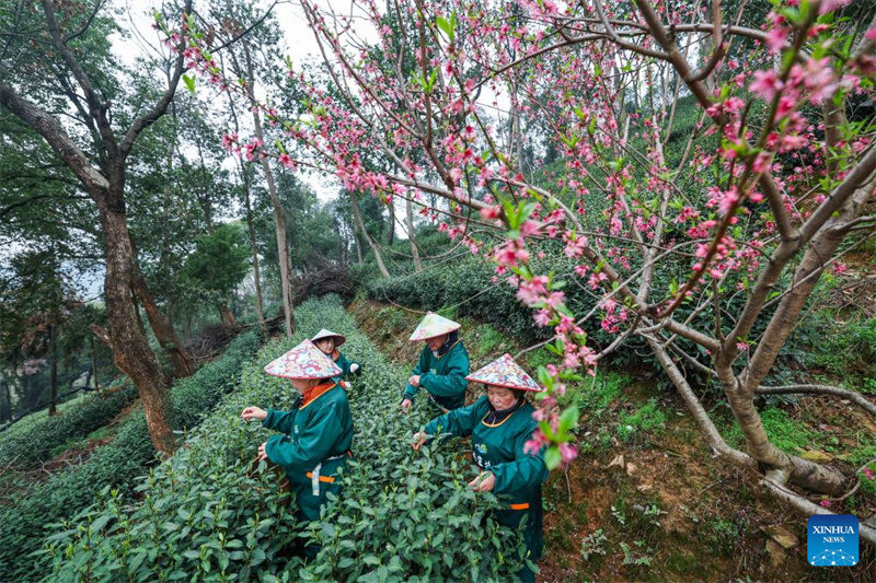 Des productrices de thé cueillent des feuilles de thé dans le village de Meijiawu à Hangzhou, capitale de la province du Zhejiang (est de la Chine), le 19 mars 2026. (Xu Yu/Xinhua)