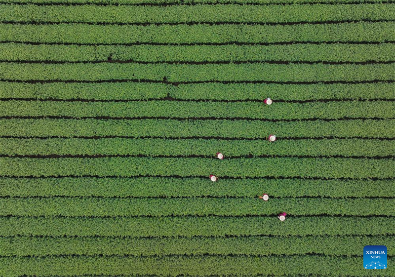 Zhejiang : les producteurs récoltent le thé Longjing du lac de l'Ouest à Hangzhou