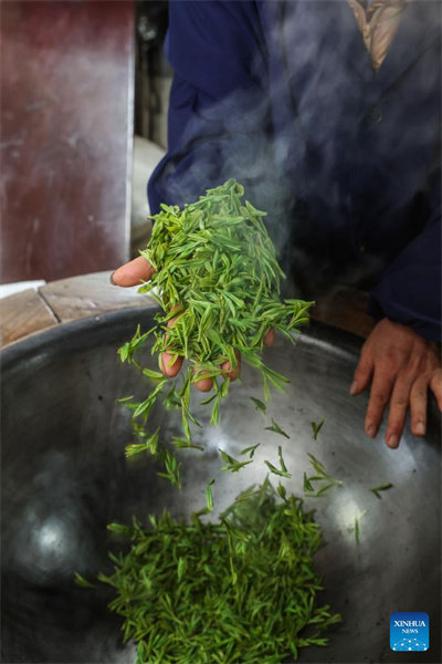 Zhejiang : les producteurs récoltent le thé Longjing du lac de l'Ouest à Hangzhou