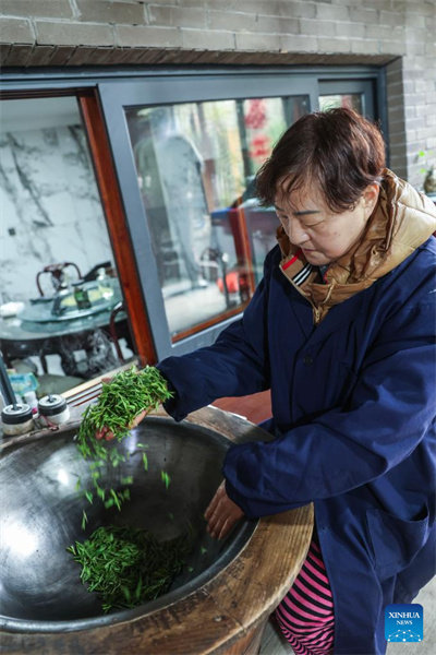 Zhejiang : les producteurs récoltent le thé Longjing du lac de l'Ouest à Hangzhou