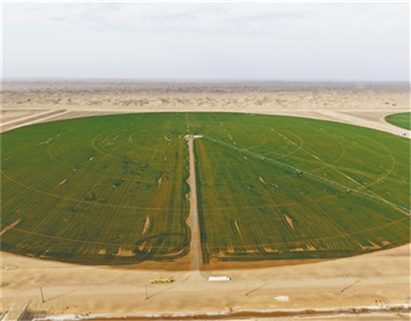 Au Xinjiang, le blé peut aussi être cultivé en bordure du désert