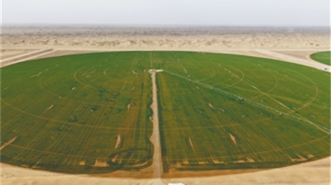 Au Xinjiang, le blé peut aussi être cultivé en bordure du désert