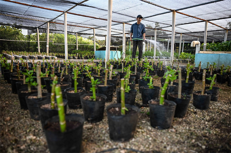 Hainan : une île stérile transformée en trésor vert après des années d'efforts de conservation