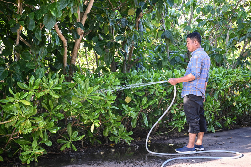 Hainan : une île stérile transformée en trésor vert après des années d'efforts de conservation