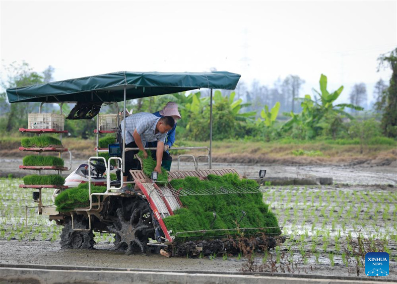 Guangdong : à Taishan, la technologie renforce la mécanisation du repiquage du riz