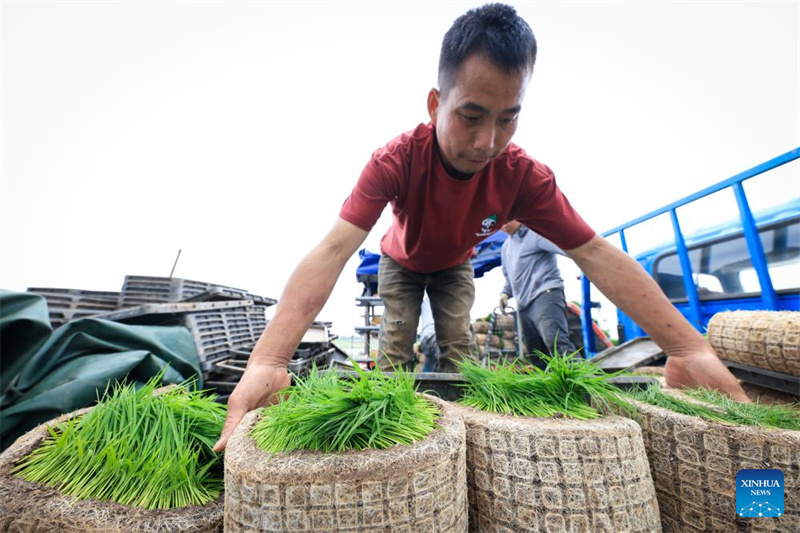 Guangdong : à Taishan, la technologie renforce la mécanisation du repiquage du riz