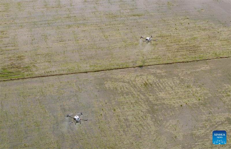 Guangdong : à Taishan, la technologie renforce la mécanisation du repiquage du riz