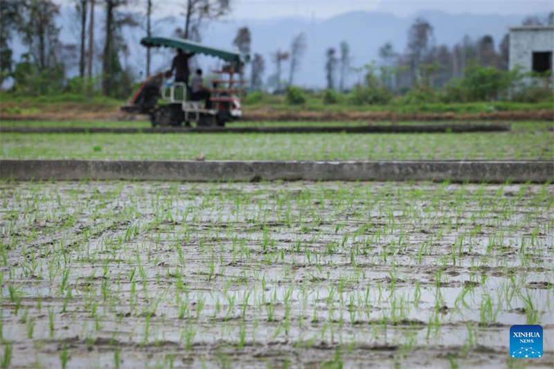 Guangdong : à Taishan, la technologie renforce la mécanisation du repiquage du riz