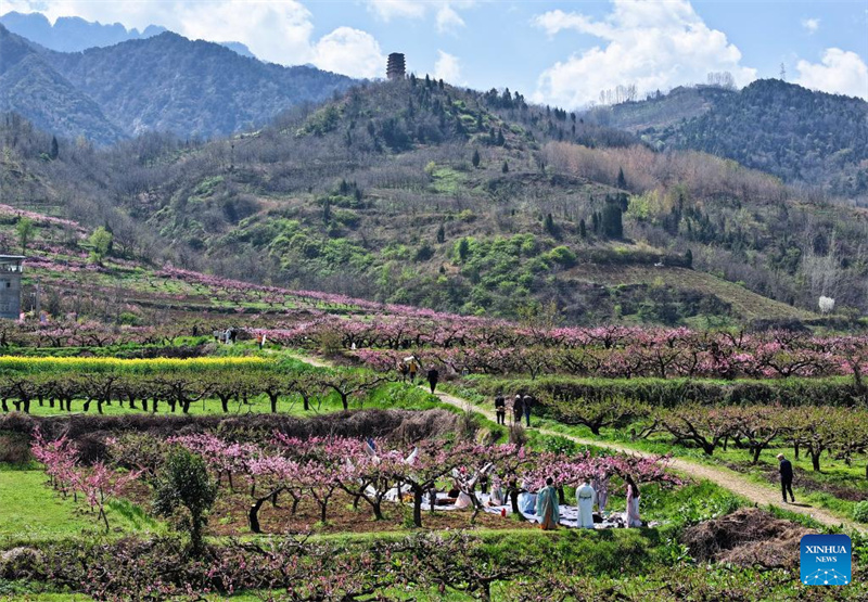Shaanxi : des activités culturelles au milieu des fleurs de pêcher au pied des monts Zhongnan à Xi'an