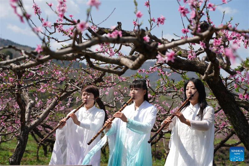Shaanxi : des activités culturelles au milieu des fleurs de pêcher au pied des monts Zhongnan à Xi'an
