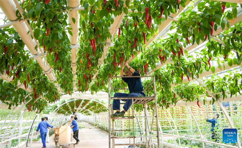 Des membres du personnel s'occupent des légumes pour la 27e Exposition internationale des sciences et technologies des légumes de Chine (Shouguang), à Shouguang, dans la province du Shandong (est de la Chine), le 1er avril 2026. (Xu Suhui/Xinhua)