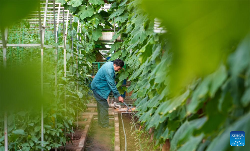 Shandong : les préparatifs pour la 27e Exposition internationale des sciences et technologies des légumes de Chine (Shouguang) sont entrés dans leur phase finale