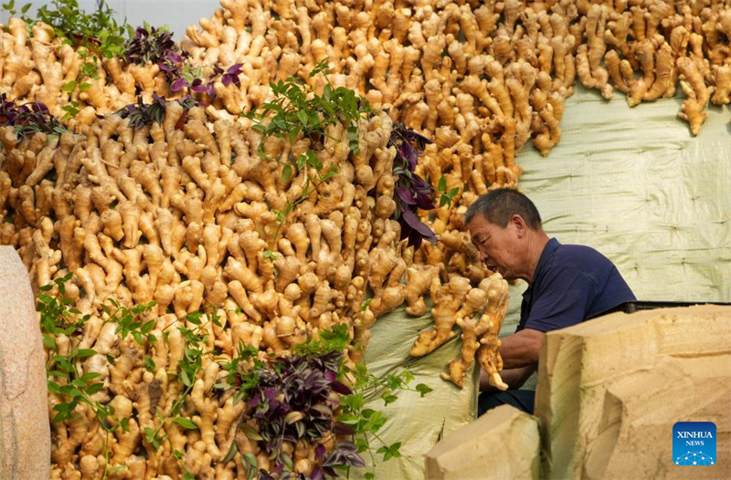 Shandong : les préparatifs pour la 27e Exposition internationale des sciences et technologies des légumes de Chine (Shouguang) sont entrés dans leur phase finale