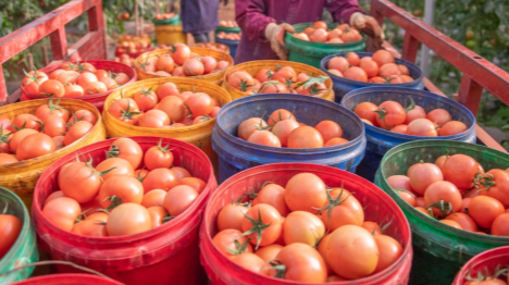 Burkina Faso : levée de la suspension de l'exportation de la tomate fraîche