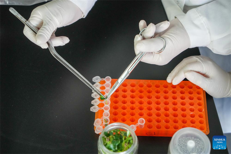 Shandong : le centre chinois de ressources génétiques de Shouguang rassemble plus de 26 000 espèces de semences de légumes