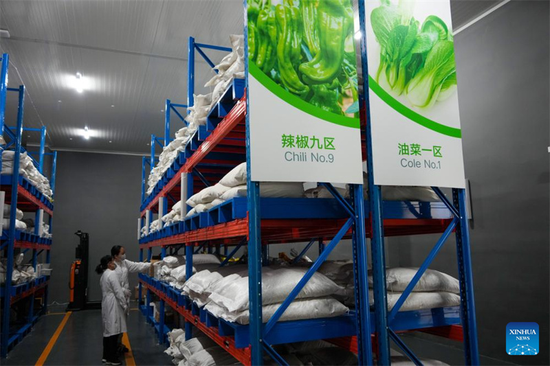 Shandong : le centre chinois de ressources génétiques de Shouguang rassemble plus de 26 000 espèces de semences de légumes