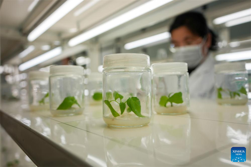 Shandong : le centre chinois de ressources génétiques de Shouguang rassemble plus de 26 000 espèces de semences de légumes