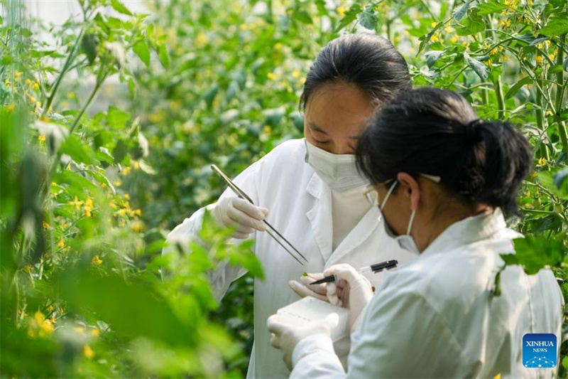 Shandong : le centre chinois de ressources génétiques de Shouguang rassemble plus de 26 000 espèces de semences de légumes