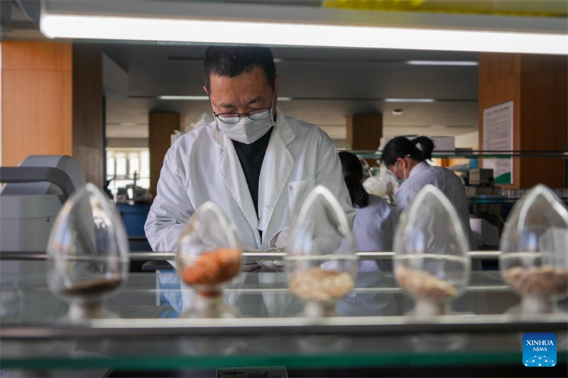 Shandong : le centre chinois de ressources génétiques de Shouguang rassemble plus de 26 000 espèces de semences de légumes