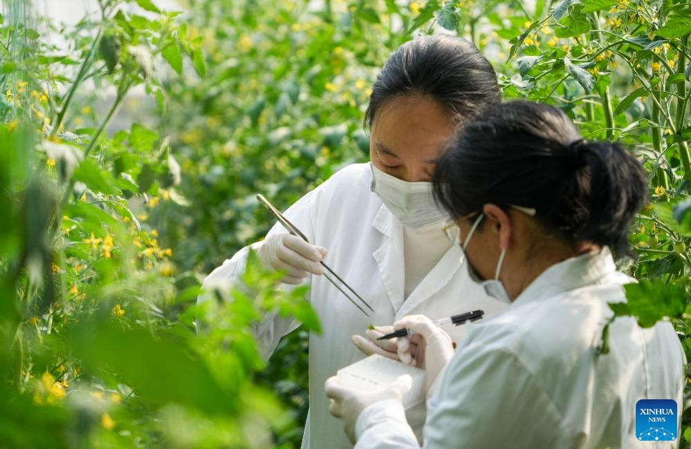 Shandong : le centre chinois de ressources génétiques de Shouguang rassemble plus de 26 000 espèces de semences de légumes