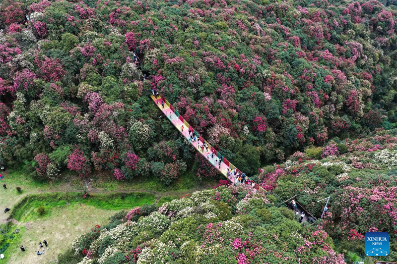 Guizhou: les azalées en pleine floraison à Bijie