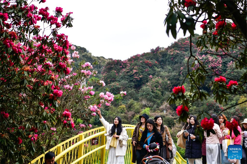 Guizhou: les azalées en pleine floraison à Bijie