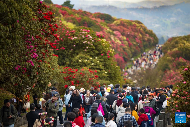 Guizhou: les azalées en pleine floraison à Bijie