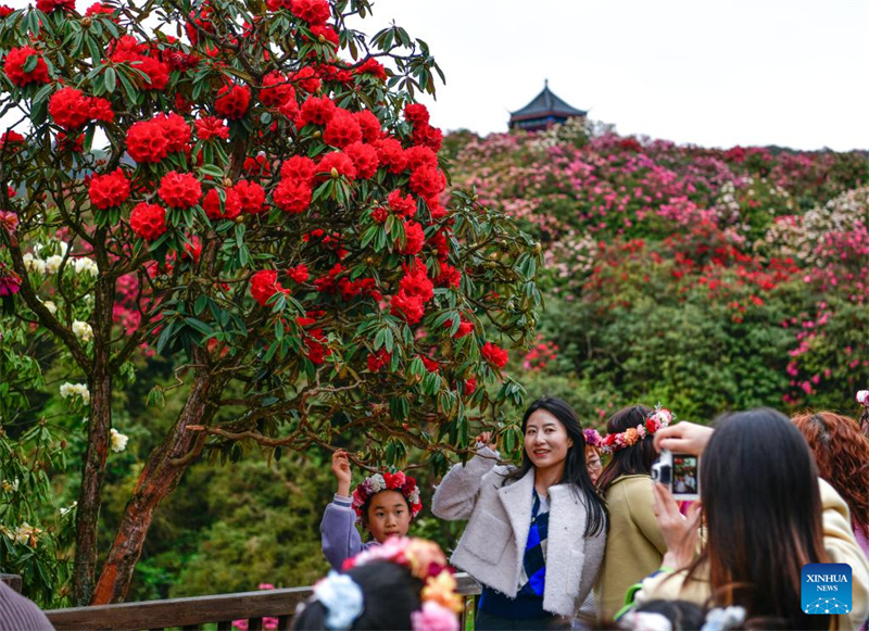 Guizhou: les azalées en pleine floraison à Bijie