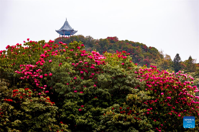 Guizhou: les azalées en pleine floraison à Bijie