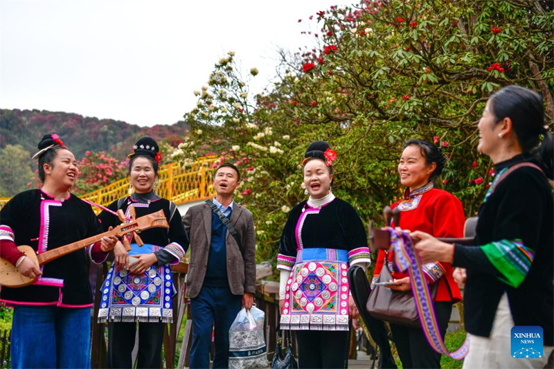 Guizhou: les azalées en pleine floraison à Bijie