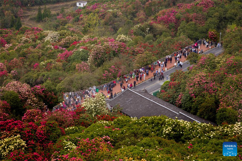 Guizhou: les azalées en pleine floraison à Bijie
