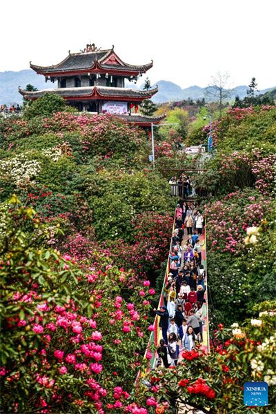 Guizhou: les azalées en pleine floraison à Bijie