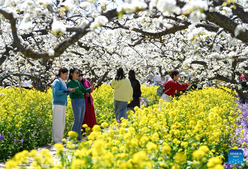 Hebei : les fleurs de poirier attirent les touristes à Jinzhou