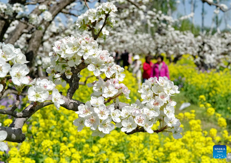 Hebei : les fleurs de poirier attirent les touristes à Jinzhou