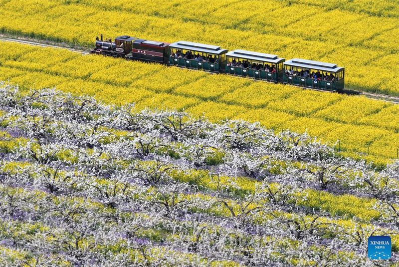 Hebei : les fleurs de poirier attirent les touristes à Jinzhou