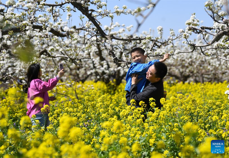 Hebei : les fleurs de poirier attirent les touristes à Jinzhou