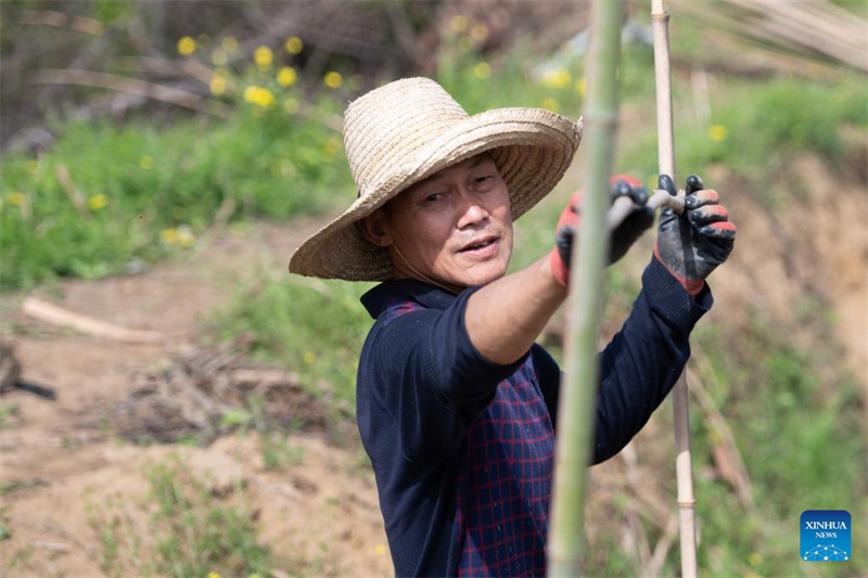 Anhui : la plantation du gingembre blanc à Tongling