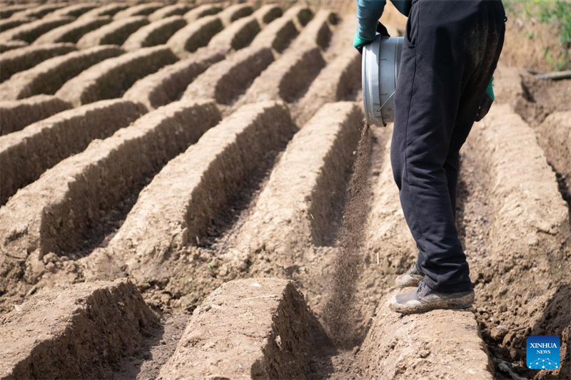 Anhui : la plantation du gingembre blanc à Tongling