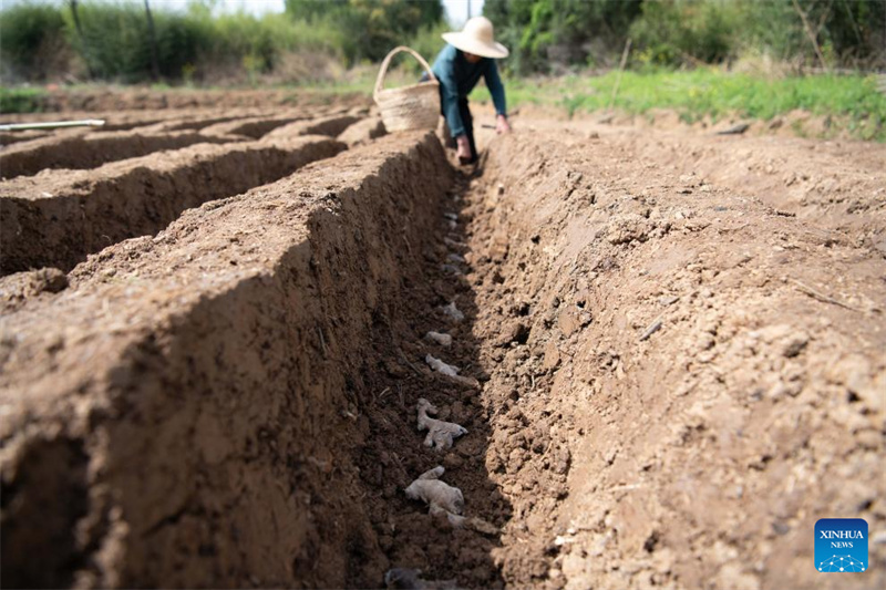 Anhui : la plantation du gingembre blanc à Tongling