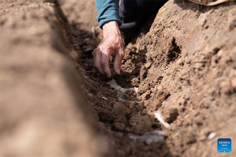 Anhui : la plantation du gingembre blanc à Tongling