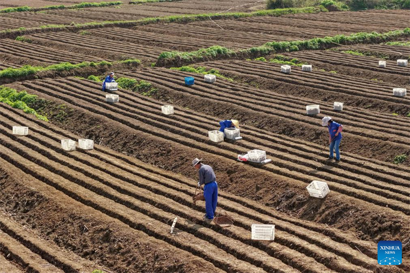 Anhui : la plantation du gingembre blanc à Tongling