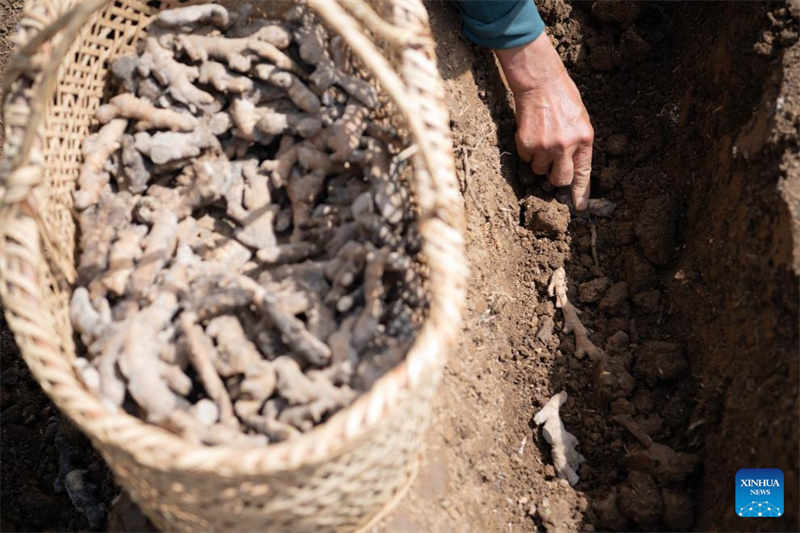Anhui : la plantation du gingembre blanc à Tongling