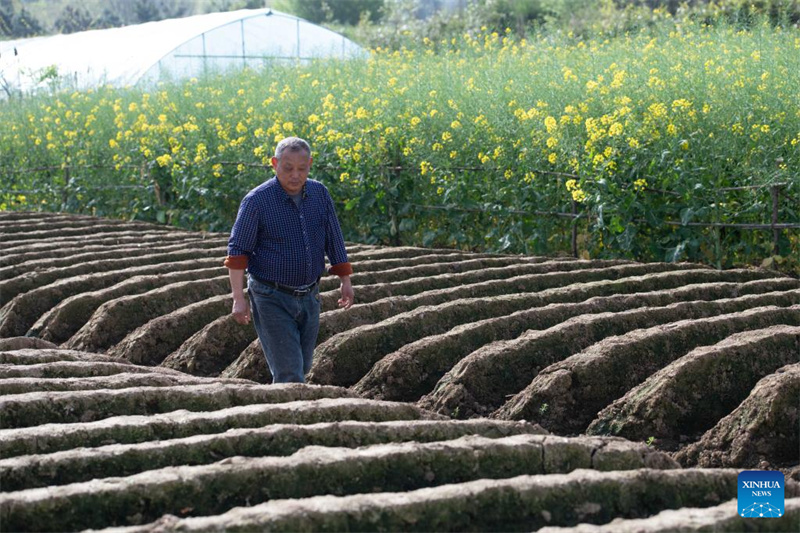 Anhui : la plantation du gingembre blanc à Tongling