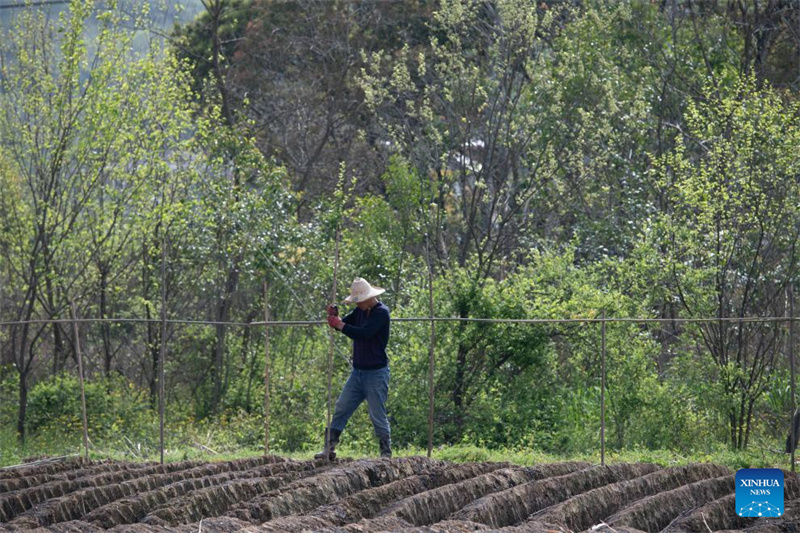 Anhui : la plantation du gingembre blanc à Tongling
