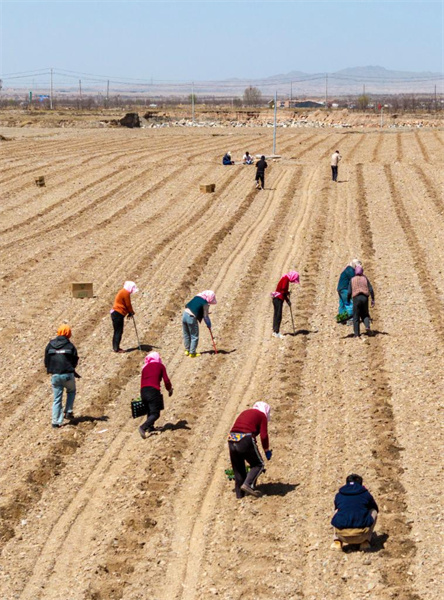 Photo prise par un drone le 6 avril 2026 montrant des agriculteurs plantant des pastèques Xisha dans le canton de Xingren du district de Shapotou, à Zhongwei, dans la région autonome Hui du Ningxia (nord-ouest de la Chine). (Wang Peng/Xinhua)