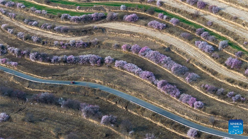 Ningxia : les fleurs printanières en pleine floraison pendant les vacances de la Fête Qingming