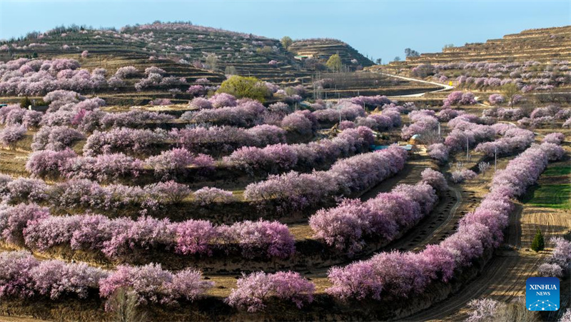 Ningxia : les fleurs printanières en pleine floraison pendant les vacances de la Fête Qingming