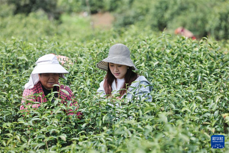 Zhejiang : le festival de cerfs-volants « Brise printanière sur dix lieues » dynamise le tourisme rural